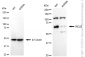 KD-Validated Anti-RelB Rabbit Monoclonal Antibody